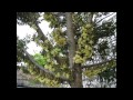 Growing of Durians (HD1080p)