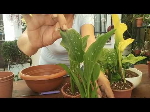 Video: Calla zambakları ne tür topraklardan hoşlanır?