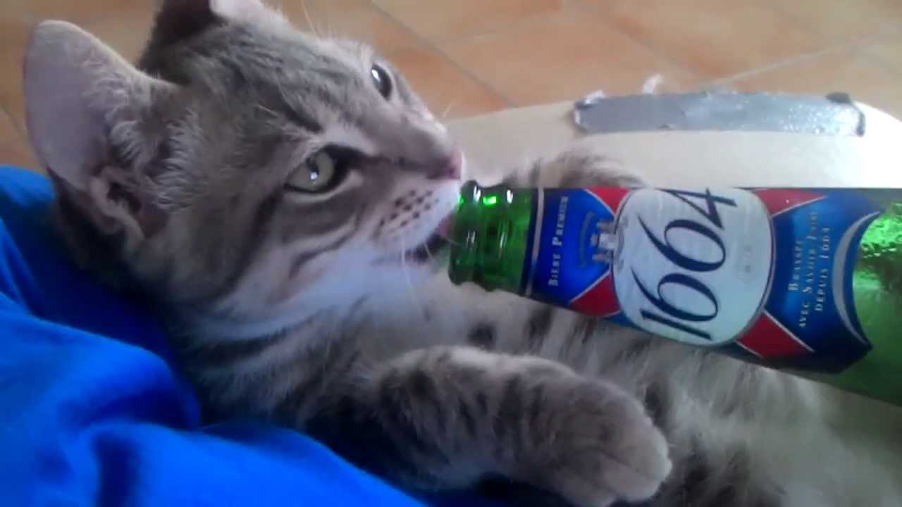 Video Chat Rigolo Youtube