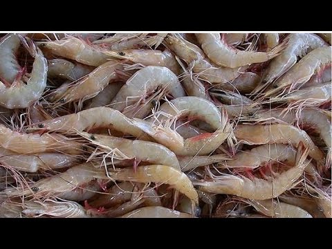 Curso Cultivo de Camarões Marinhos - Mineralização da Matéria Orgânica