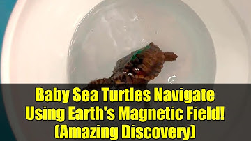 Baby Sea Turtles Navigate Using Earth
