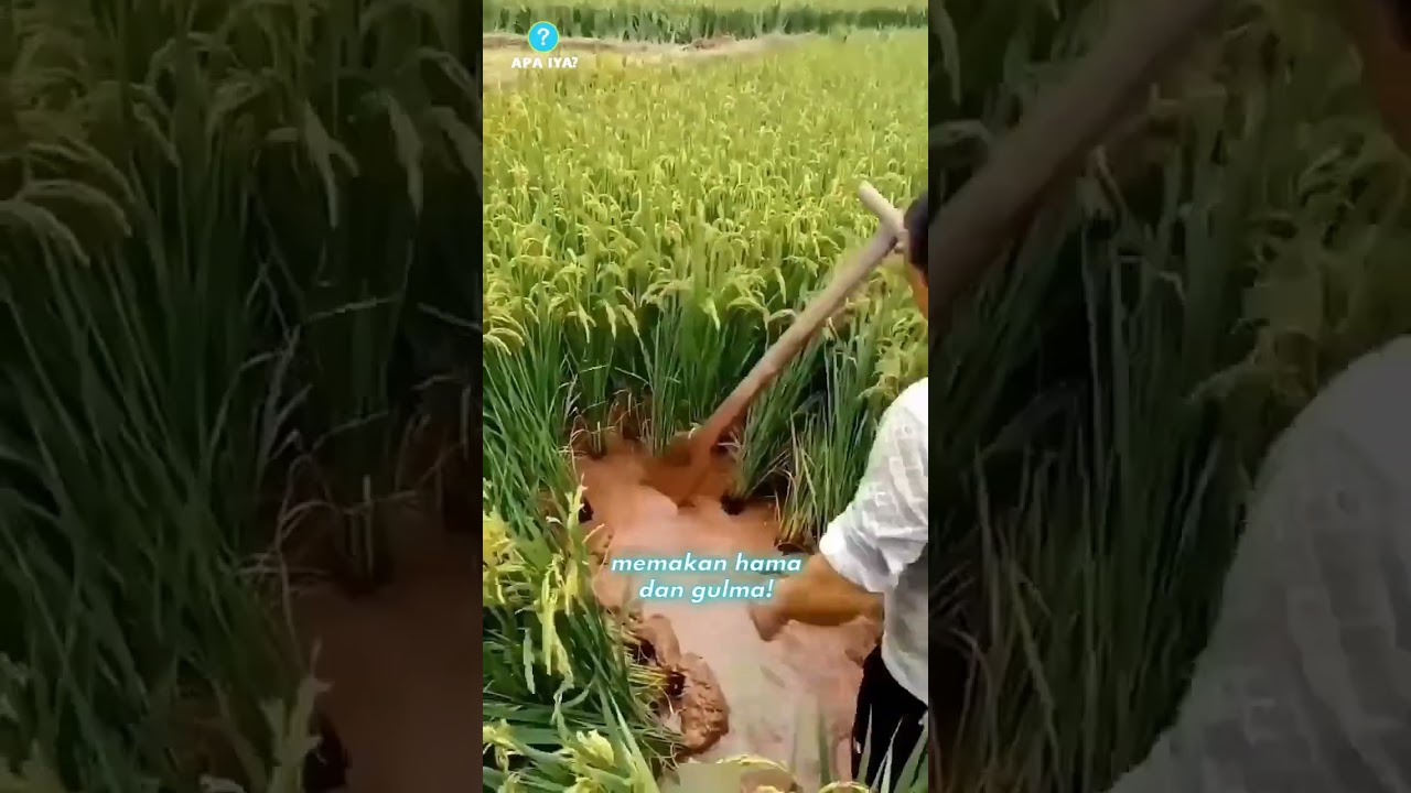Kenapa petani ini melepaskan ikan ke sawah mereka?