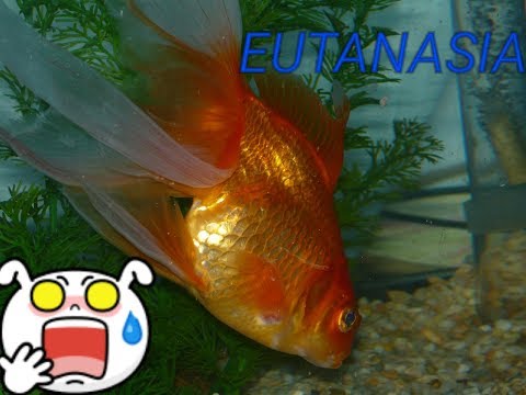 HOW TO REALIZE EUTHANASIA IN FISH WITHOUT SUFFERING