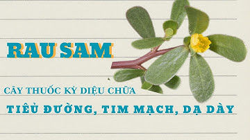 RAU SAM cây thuốc quý của nhà nông với nhiều bài thuốc hữu ích cho sức khoẻ