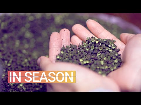 Video: Szechuan-peberplanter: Hvor kommer Szechuan-peberfrugter fra