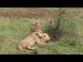 cheetah attacking the gazelle and bring down for her cubs food video