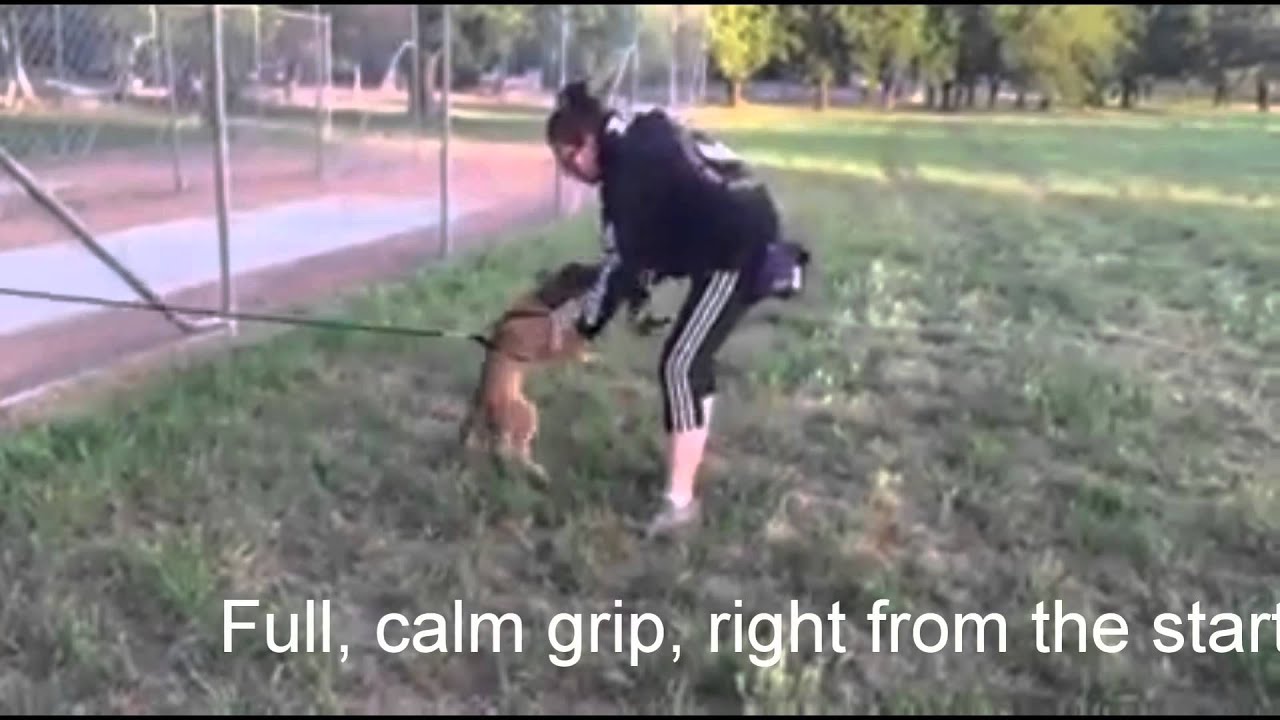 Malinois Pups 8 - 10 week update from Herzhund