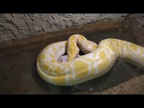 Видео: Какво ядат змиите?