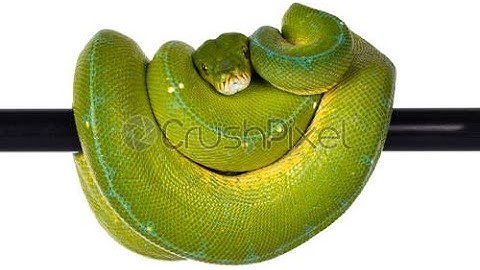 Ciclos , Contadores y Acumuladores en Phyton