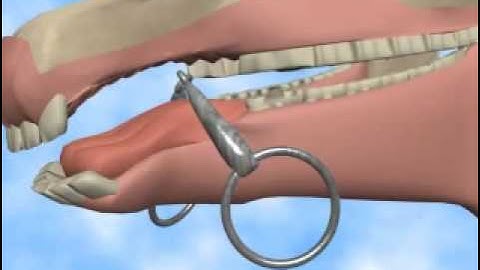 The effects of the bit part 1