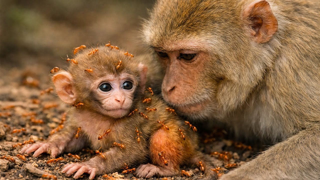 Newborn Monkey Surrounded by Red Ants, A Mother’s Brutal Fight to Survive