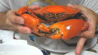 The Ultimate Queensland Eating Experience: Mud Crab and Prawns
