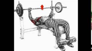 تقوية عضلات الصدر في 3 ايام | ستذهلك النتيجة screenshot 5