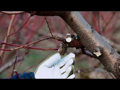 COME POTARE IL PESCO – guida con consigli per la potatura del frutteto