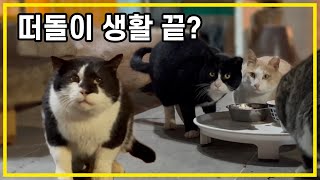 The Korean old cat has changed. Will he be able to become friends with yard cats? by 배은망덕고양이들 88,375 views 1 month ago 23 minutes