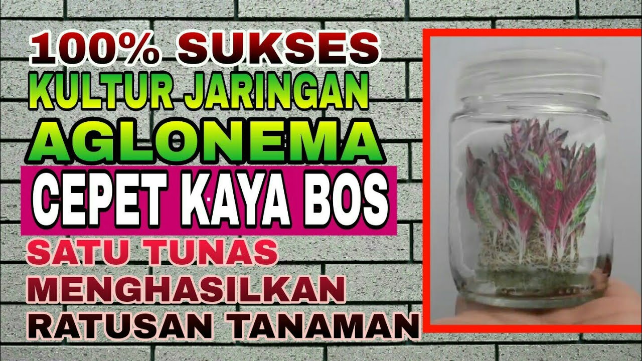 aglaonema tissue culture part 1. KULTUR JARINGAN AGLONEMA (part 1). perbanyakan aglonema di agar
