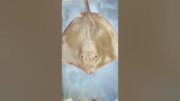 Câu cá đuối lộc an