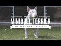ALL ABOUT MINIATURE BULL TERRIERS: CUTE AND POWERFUL の動画、YouTube動画。