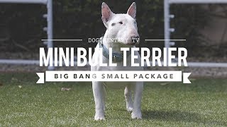 ALL ABOUT MINIATURE BULL TERRIERS: CUTE AND POWERFUL