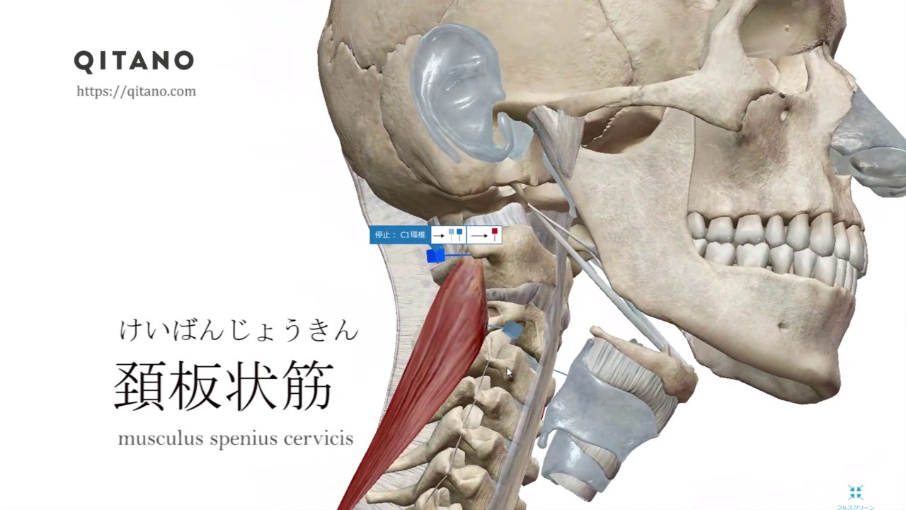 頚板状筋 けいばんじょうきん ストレッチ方法 起始停止 働き Qitano キタノ カラダづくりラボ