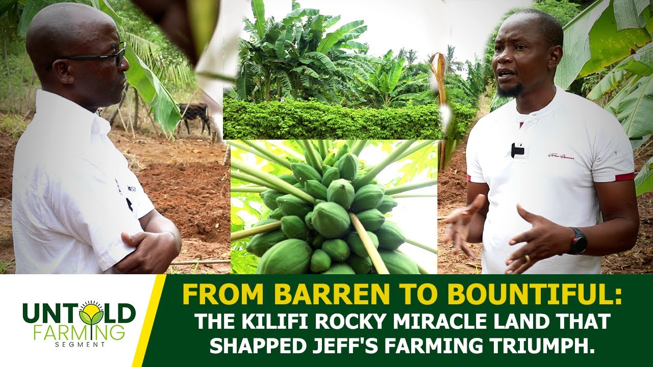 FROM BARREN TO BOUNTIFUL: THE KILIFI ROCKY MIRACLE LAND THAT SHAPPED JEFF'S FARMING TRIUMPH.