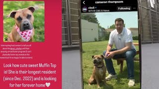 Richmond shelter hopes virtual foster program will lead to more forever homes: 'People are excited'