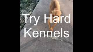 Female Apbt Redboy Jeep Bell