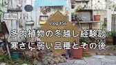 多肉植物冬越し 寒さに弱い品種を紹介します Youtube 多肉植物冬越し 寒さに弱い品種を紹介します Youtube