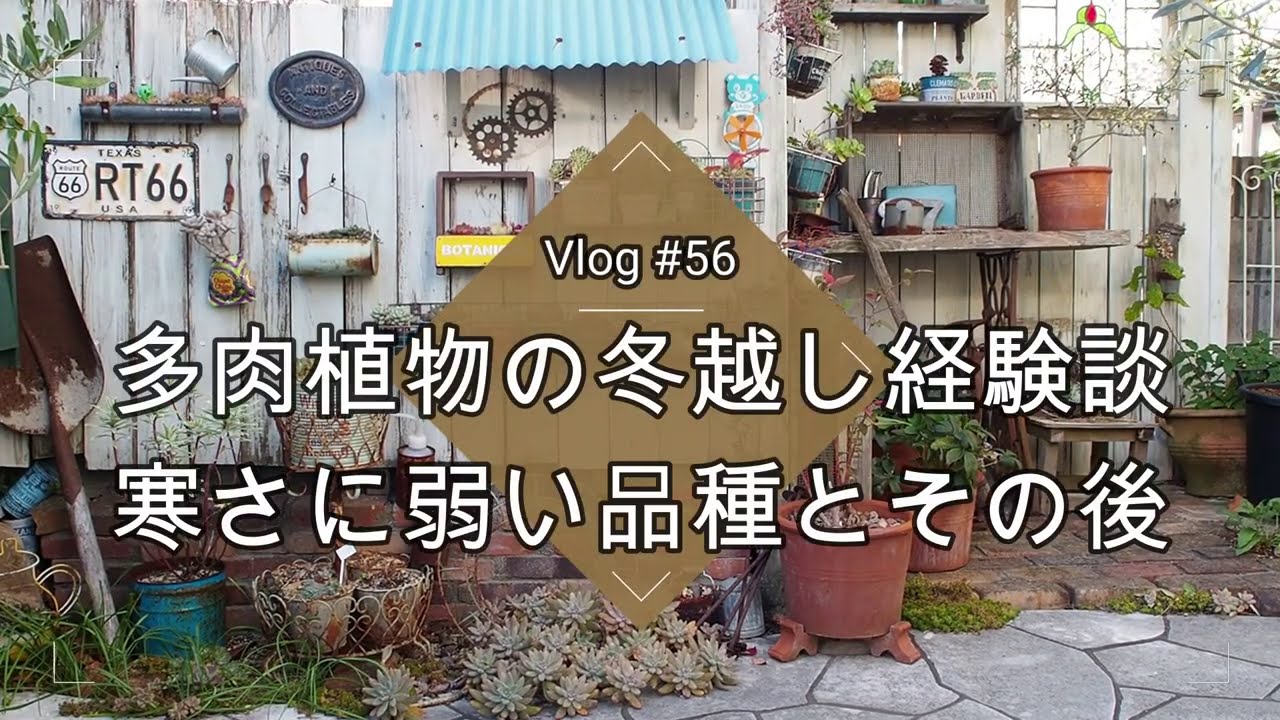 Vlog 56 多肉植物の冬越し失敗談 経験談 寒さに弱い品種とその後 多肉の防寒対策法 Youtube