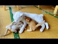 #29 おじさん猫の子育て｜レオとの出会い｜奄美大島の植物めぐり