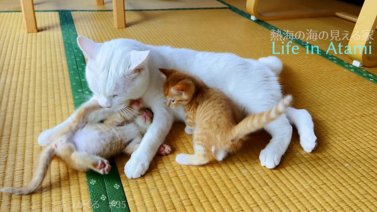 #29 おじさん猫の子育て｜レオとの出会い｜奄美大島の植物めぐり