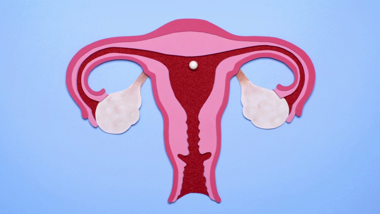 Egg donation YouTube