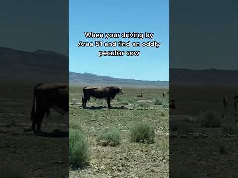 Area 51 cows radioactive? ☢️ #shorts #scary #aliens #explorer