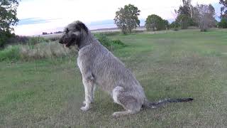 Awhi..irish wolfhound puppy..9 months ...