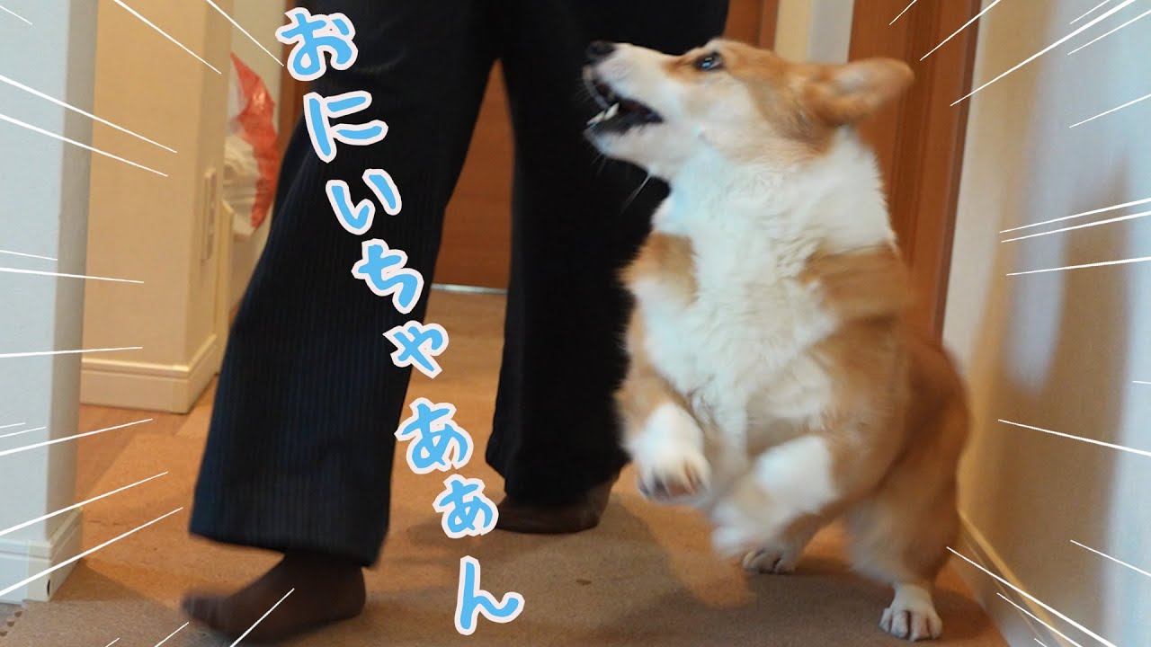 長男が好きすぎて本日も全力でストーカーしてしまうコーギー犬