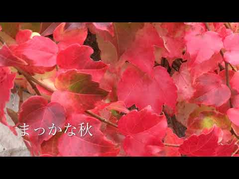 まっかな秋 【ア・カペラ】