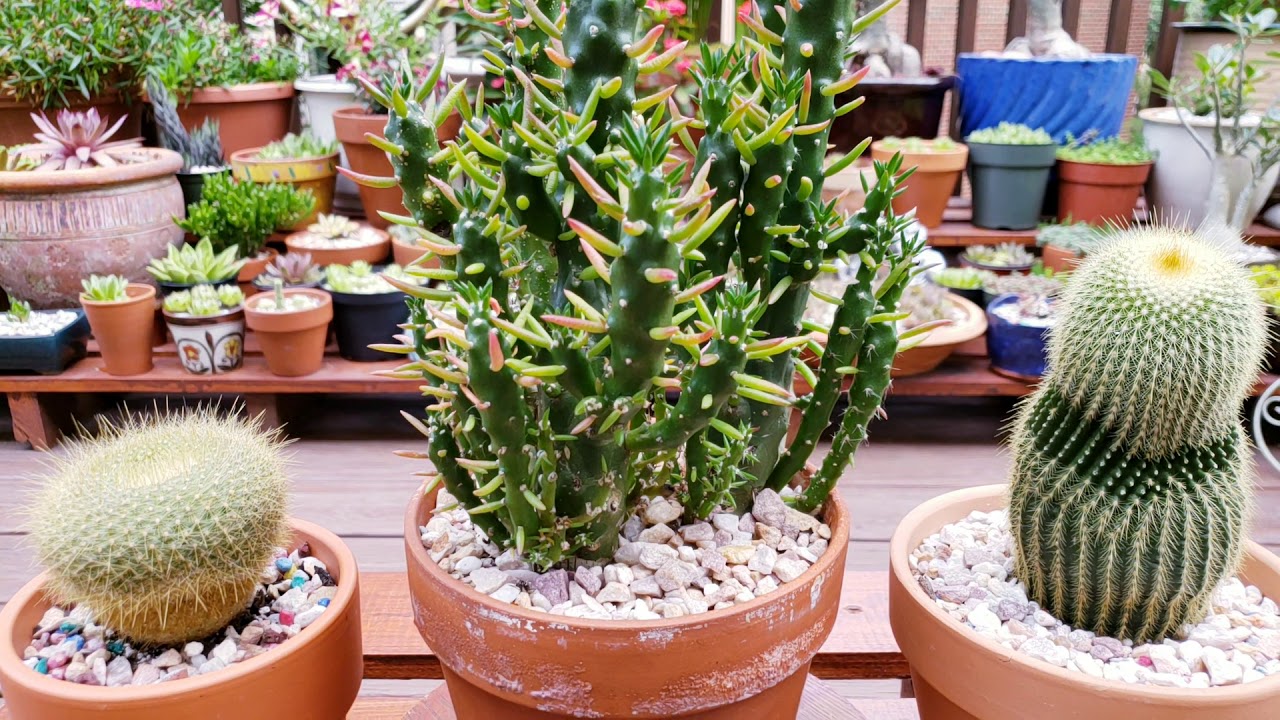 선인장 병충해 쉽게 제거하는 방법* 장군선인장《How to get rid of pest on Cactus - Eve's