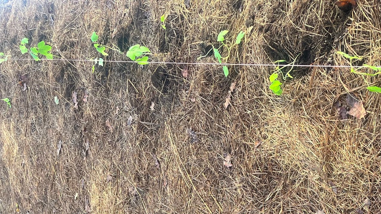 5 THINGS YOU NEED TO DO BEFORE PUTTING TRANSPLANTS INTO THE GARDEN 5-things-you-need-to-do-before-putting-transplants-into-the-garden