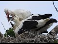 First in uk white stork chicks at feeding time