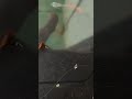 red flamingo guppy variety