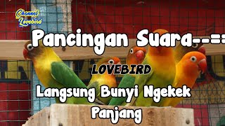 Download Lagu Pancingan Suara Lovebird langsung ngekek panjang MP3