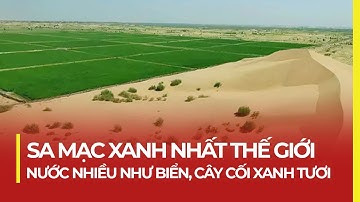 SA MẠC XANH NHẤT THẾ GIỚI: NƯỚC NHIỀU NHƯ BIỂN, CÂY CỐI XANH TƯƠI