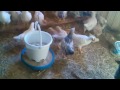 Перевод цыплят из брудера в сарай.