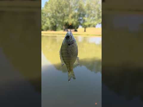 Got Hooked GoFish 4k