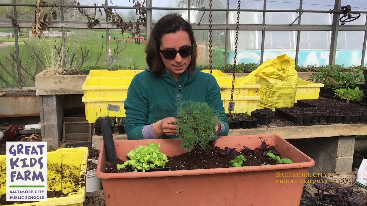 What's GROWin' On the Farm? Episode 8 Plant an Herb Garden YouTube