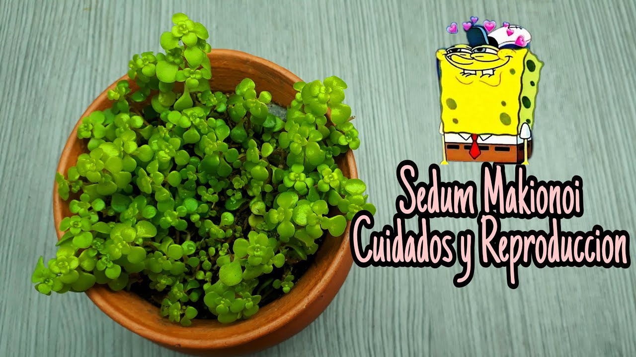 Sedum MAKINOI Reproducción CUIDADOS HISTORIA| FÁCIL Y RÁPIDO