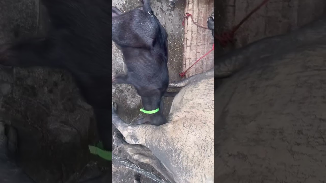 Naultha dairy farm@&)