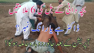 symptoms of uterine torsion, c-section in buffalo