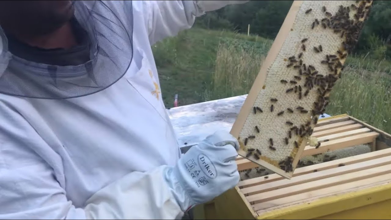 Vrcanje Bagremovog Meda Kod Pčelara Lace