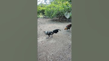 chuối tơ🐓#thứcgàrừng86 #gàrừngtaitrắng #gàrừngrặc